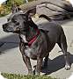 Adopt A Pet :: Henry - Simi Valley, CA