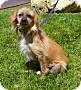 Adopt A Pet :: Pixie - Simi Valley, CA