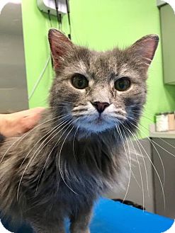 37 Big Cat Adoption Philadelphia Photography