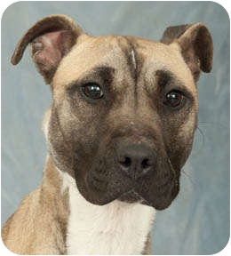 Sugar | Adopted Dog | Chicago, IL | Belgian Malinois/American Pit Bull