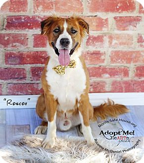 golden retriever puppies lubbock lubbock tx golden retriever st bernard mix meet roscoe a for adoption golden retriever puppies lubbock lubbock tx golden retriever st bernard mix meet roscoe a for adoption