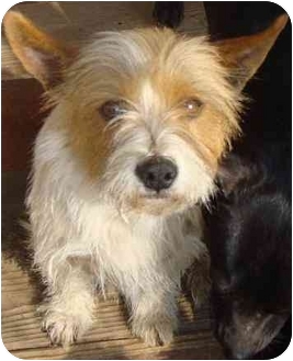 STAR | Adopted Dog | Fowler, CA | Jack Russell Terrier ...
