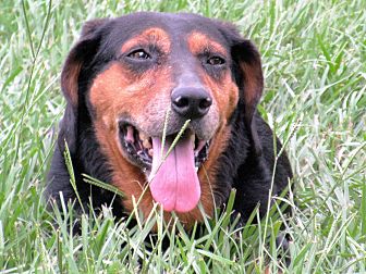 Dog Training Lake Charles La Dog Training Lake Charles La