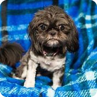 shih tzu rescue massachusetts a minnie adopted boston ma shih tzu mix shih tzu rescue massachusetts a minnie adopted boston ma shih tzu mix