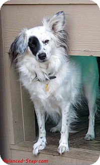 Curly | Adopted Dog | Seattle c/o Kingston 98346/ Washington State, WA | Border Collie/Papillon Mix