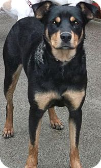 shepherd rottweiler mix size german shepherd mix rottweiler dogs our friends photo shepherd rottweiler mix size german shepherd mix rottweiler dogs our friends photo