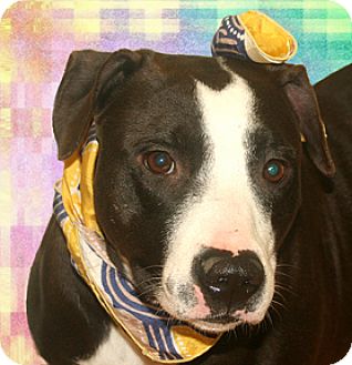 Cincinnati, OH - Pointer/American Staffordshire Terrier Mix. Meet Telly