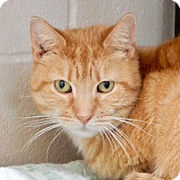 Long Beach Ny Siamese Meet Betsy A Cat For Adoption