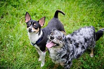 Southeastern, Pa - Chihuahua Sheltie, Shetland Sheepdog Mix. Meet Nick 