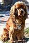 Adopt A Pet :: Qunicy - Simi Valley, CA
