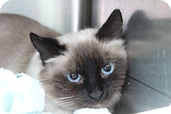 Warwick, RI - Siamese. Meet Cuddles a Cat for Adoption.