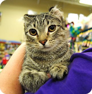 Where can you adopt a Scottish Fold cat?