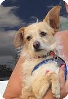 Where Can I Adopt A Dog Online Other Than Petfinder Where Can I Adopt A Dog Online Other Than Petfinder