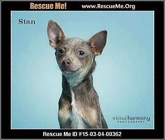 Phoenix, AZ - Basenji/Rat Terrier Mix. Meet Stan a Puppy ...