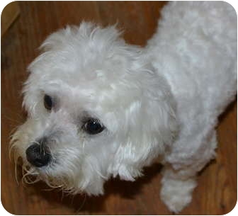 bichon frise puppies nc teddy adopted greensboro nc bichon frise maltese mix bichon frise puppies nc teddy adopted greensboro nc bichon frise maltese mix