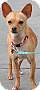 Adopt A Pet :: Koda - Simi Valley, CA
