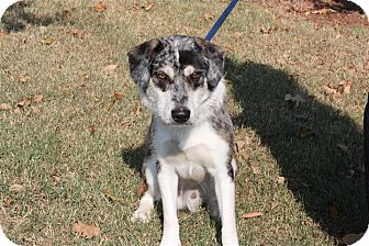 Chance | Adopted Dog | Manchester, CT | Husky/Catahoula Leopard Dog Mix