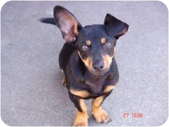 Mac | Adopted Puppy | Los Angeles, CA | Dachshund ...