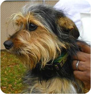 fox terrier yorkie mix fox terrier yorkie mix dogs in our photo fox terrier yorkie mix fox terrier yorkie mix dogs in our photo