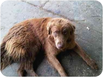 Dog Training Ellensburg Wa Dog Training Ellensburg Wa