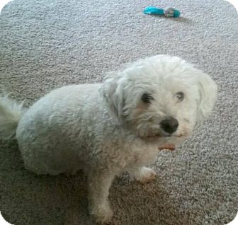 Image Result For Poodle Rescue Las Vegas Image Result For Poodle Rescue Las Vegas