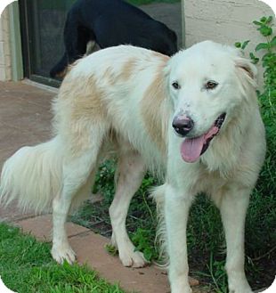akbash golden retriever mix teddy adopted adopted tulsa ok great pyrenees golden retriever mix akbash golden retriever mix teddy adopted adopted tulsa ok great pyrenees golden retriever mix