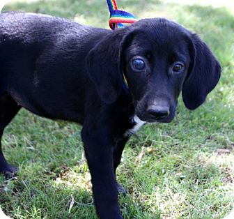 dachshund mix labrador baby pet retriever puppy glenpool