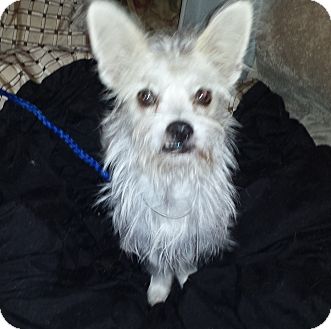 STEWART | Adopted Dog | Houston, TX | Westie, West Highland White