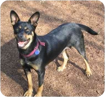 Karla | Adopted Dog | FCAR-2007-0039 | Tracy, CA | Australian Kelpie