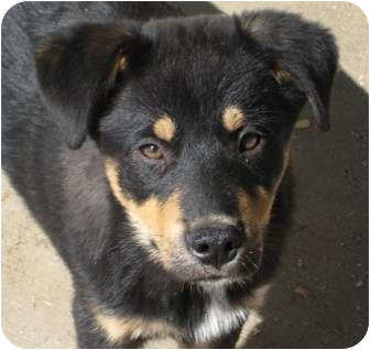 husky shepherd mix puppy puppies adopted puppy columbus ne australian shepherd husky mix husky shepherd mix puppy puppies adopted puppy columbus ne australian shepherd husky mix