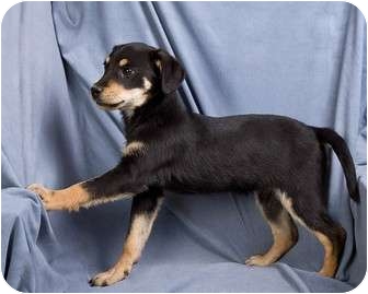 What is a beagle and dachshund mix?