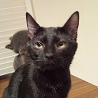 Clarkson Ky Domestic Shorthair Meet Twiggy A Cat For Adoption