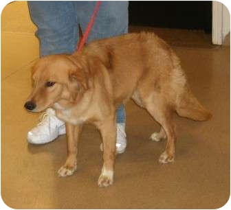 golden retrievers scotia breeders of golden retrievers in scotia dogs in our photo golden retrievers scotia breeders of golden retrievers in scotia dogs in our photo