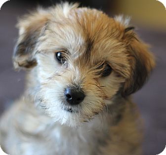 Ju Ju | Adopted Puppy | San Pedro, CA | Shih Tzu/Maltese Mix