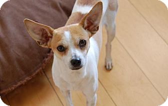 Where Can I Adopt A Dog In Austin Texas Where Can I Adopt A Dog In Austin Texas