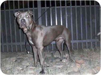 dane mix bubba bulldog angeles los west