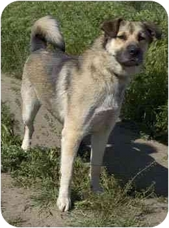 hamish adopted dog bakersfield ca great pyrenees hamish adopted dog bakersfield ca great pyrenees