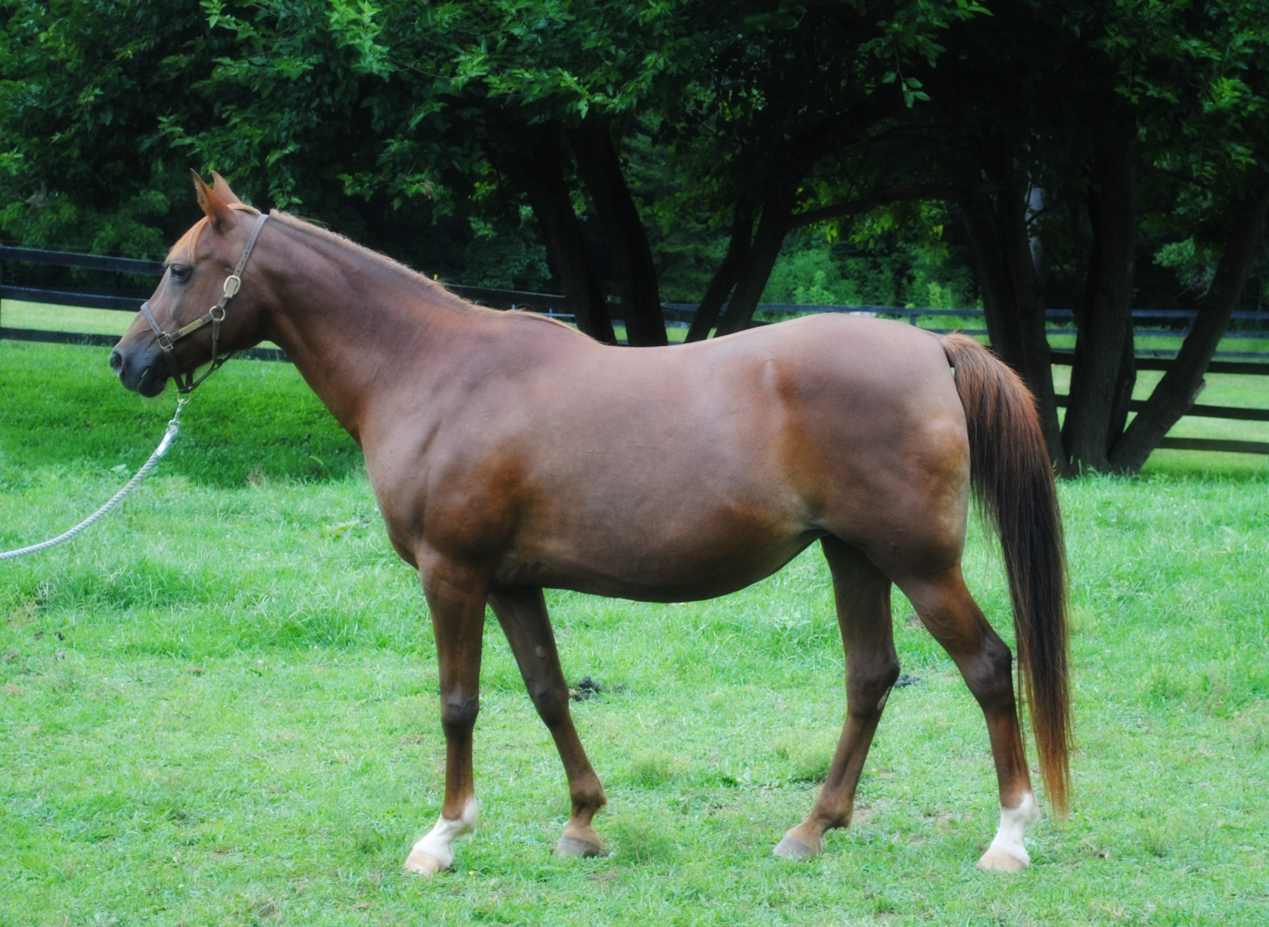 Adopt Chloe a Chestnut/Sorrel Arabian horse in Lovettsville, VA