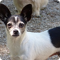Overland Park, KS - Pomeranian. Meet Tina a Dog for Adoption.