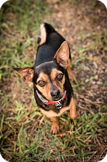 San Antonio, TX - Miniature Pinscher/Chihuahua Mix. Meet ...