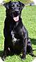 Adopt A Pet :: Bandit - Simi Valley, CA