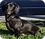 Adopt A Pet :: Vienna - Simi Valley, CA