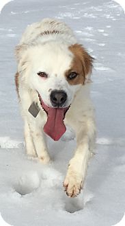 asher denver shepherd australian mix
