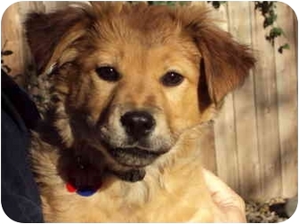 Where can you find chow puppies to adopt?