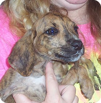 puppies for adoption in richmond va plott hound puppies adopted puppy richmond va plott hound mix puppies for adoption in richmond va plott hound puppies adopted puppy richmond va plott hound mix