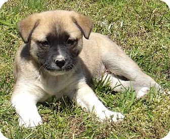 Pearl (6 lb) Video | Adopted Puppy | Twinsburg, OH | Akita/Australian