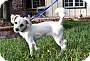 Adopt A Pet :: Bubbles - Simi Valley, CA
