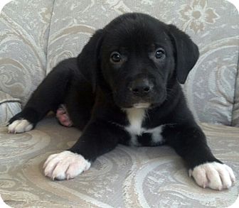 american bulldog and lab mix