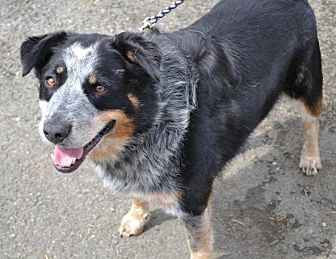 Seattle, WA - Blue Heeler/Rottweiler Mix. Meet Max a Dog for Adoption.