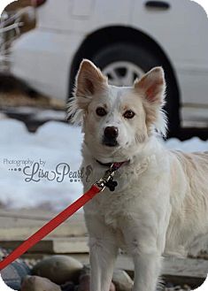 Calgary, AB - American Eskimo Dog/Border Collie Mix. Meet Tinkerbelle a